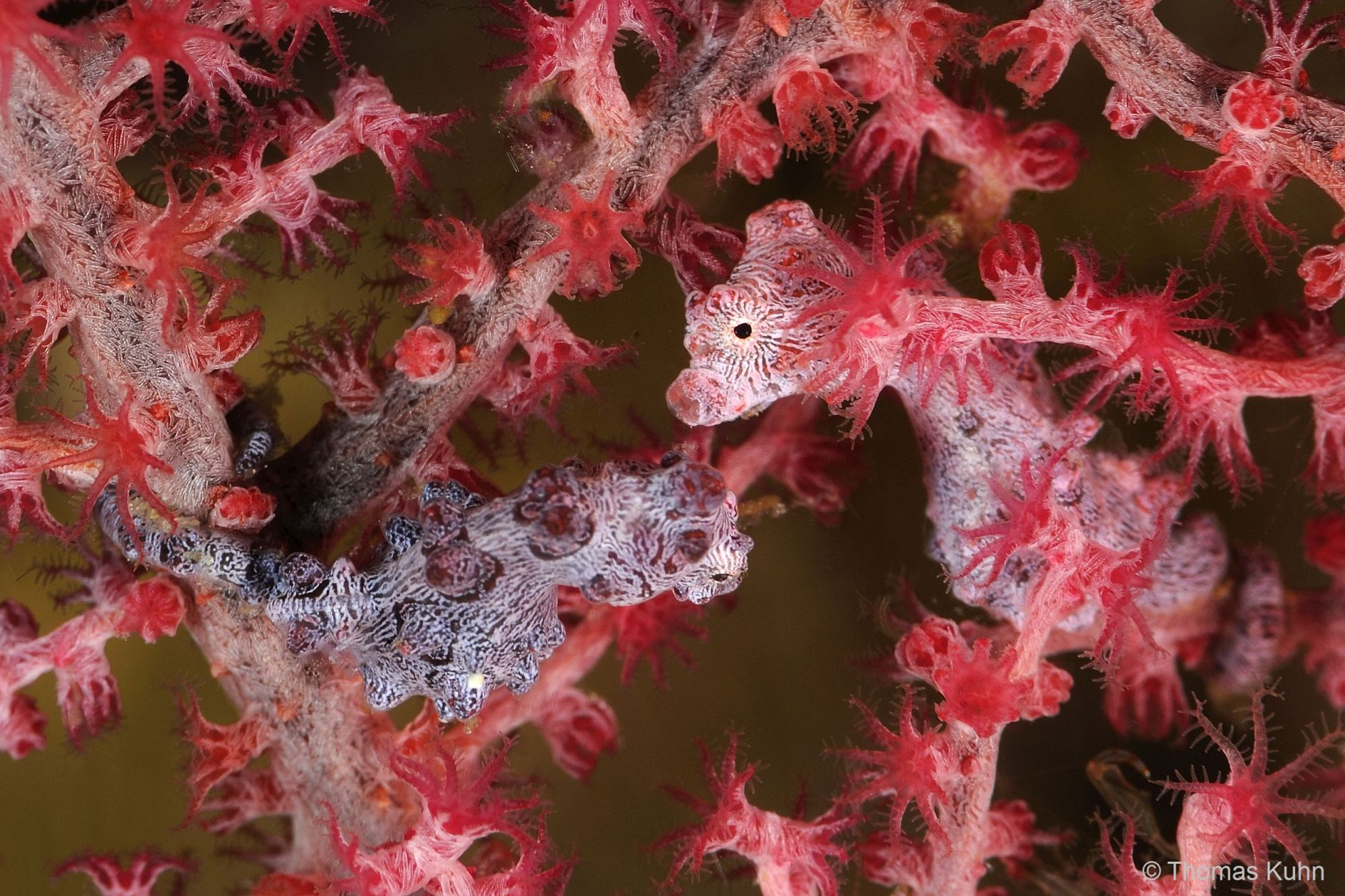 2_Triton_Bay_Divers_2015_10_11_TOM4931