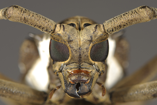 33_batocera_wallacei_longicorn_beetle_tom1099