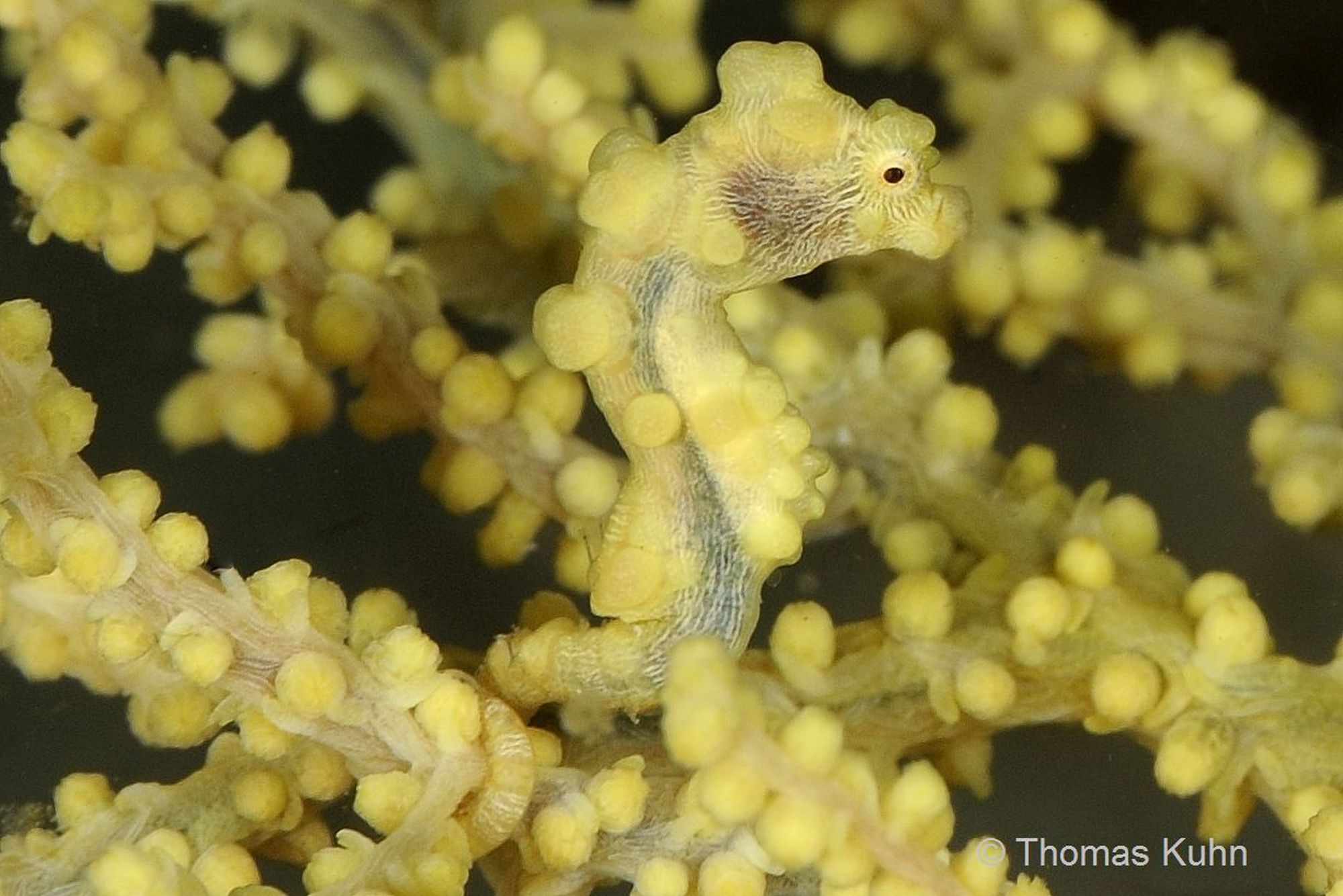 3_Triton_Bay_Divers_2015_10_11_Quer_TOM4830