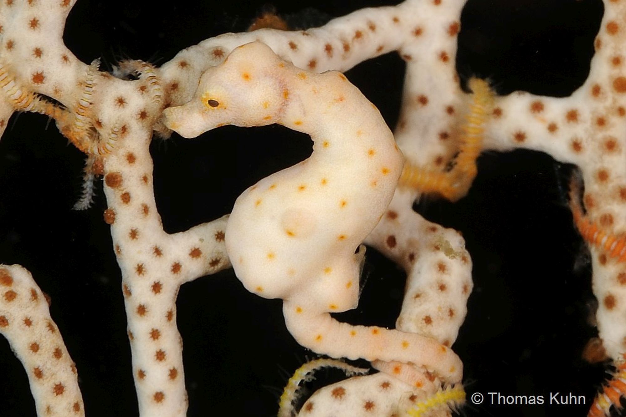 4_Triton_Bay_Divers_2015_10_11_TOM5104