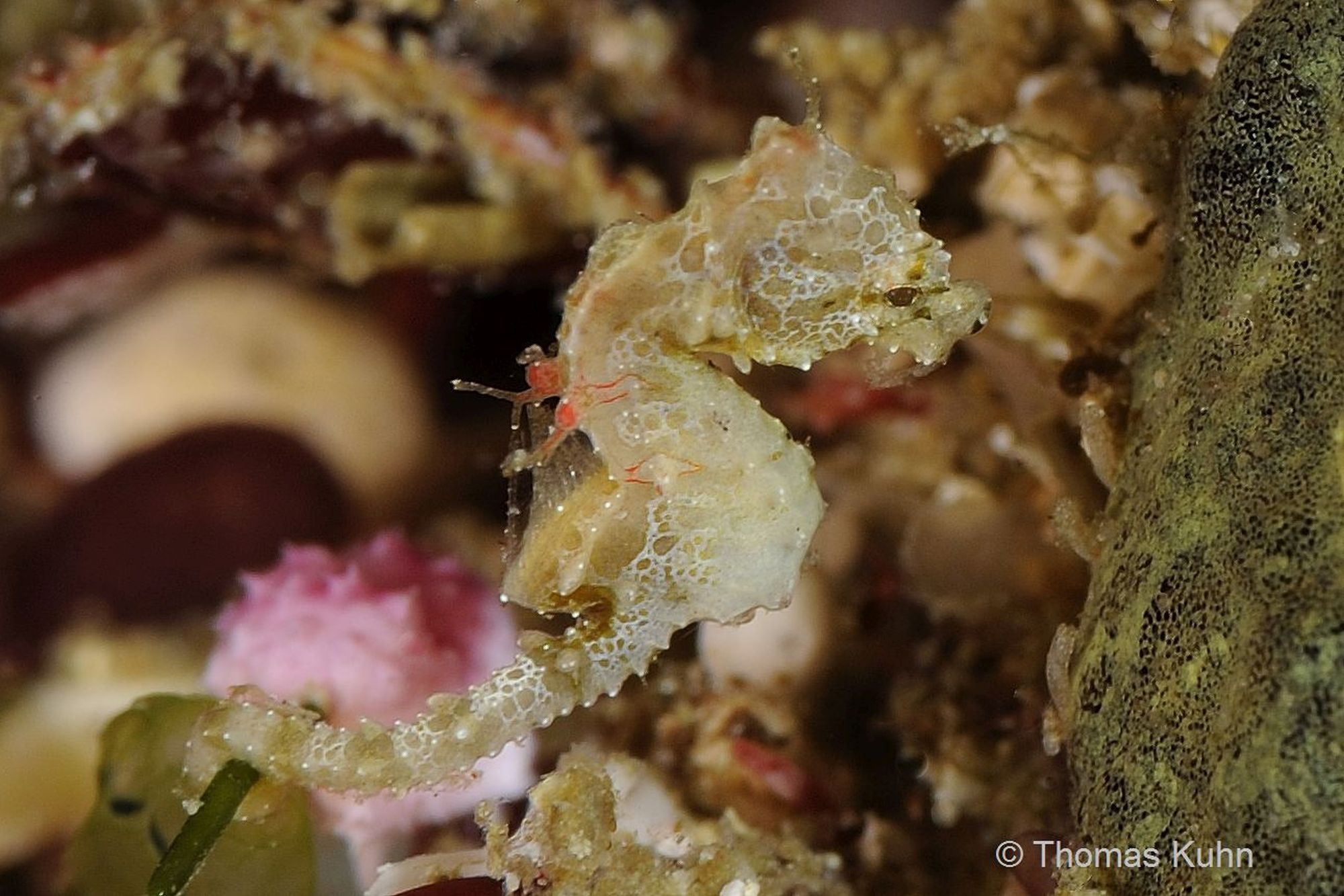 5_Triton_Bay_Divers_2015_10_11_TOM5206