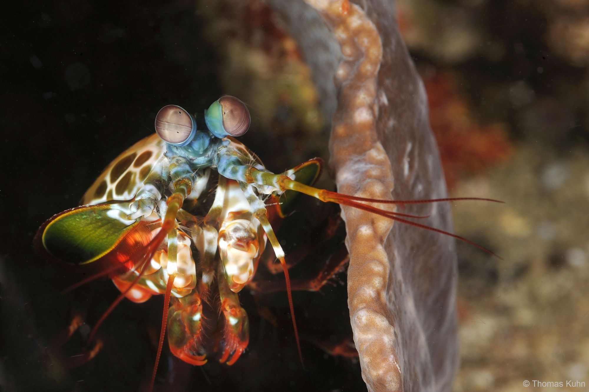 6_Triton_Bay_Divers_2015_10_11_TOM5370