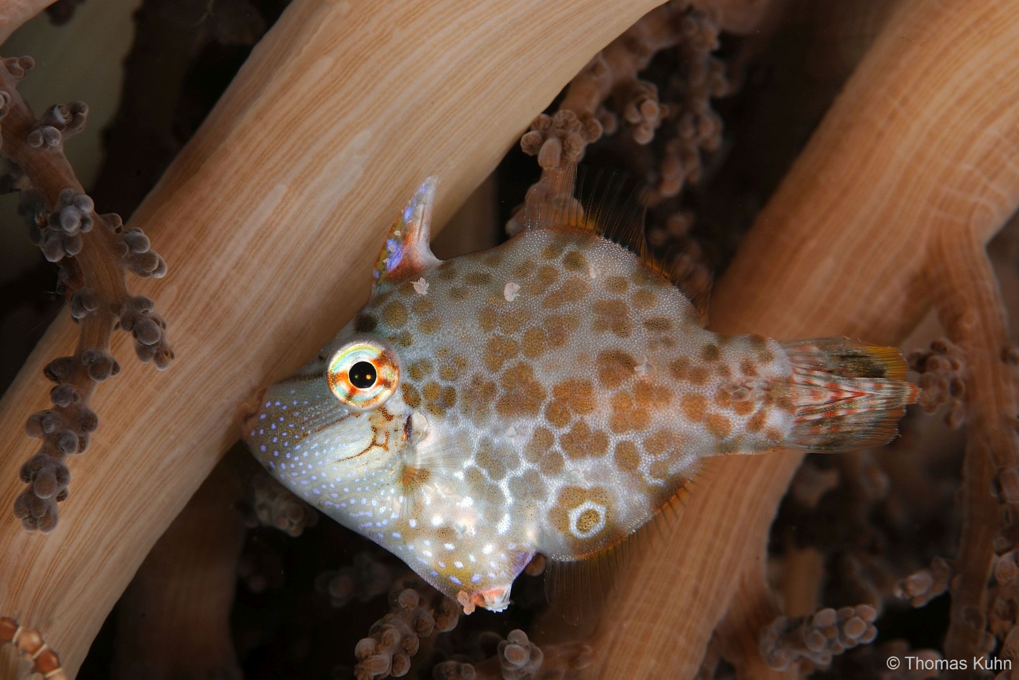 7_Triton_Bay_Divers_2015_10_11_TOM5374