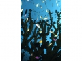 01_anthias