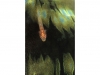 01_b_wolf_goby