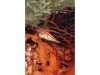 01_c_longnose_hawkfish