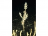 01_d_ornate_ghost_pipefish