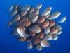 04_bigeye_red_dusky_fin_snapper_12_24_nx2_small