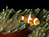 06_clownfish_small