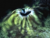 07_giant_clam_siphon_8_18_nx2_small