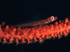 10_whip_coral_goby