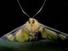 30_moth_korewori_dscn3505