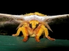 31_moth_nx2_puschelchen_dscn3542