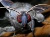 32_motte_blau_ambua_1432