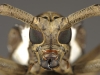 33_batocera_wallacei_longicorn_beetle_tom1099