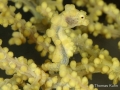 3_Triton_Bay_Divers_2015_10_11_Quer_TOM4830