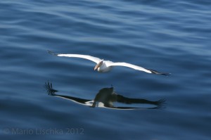 Pelikan im Anflug