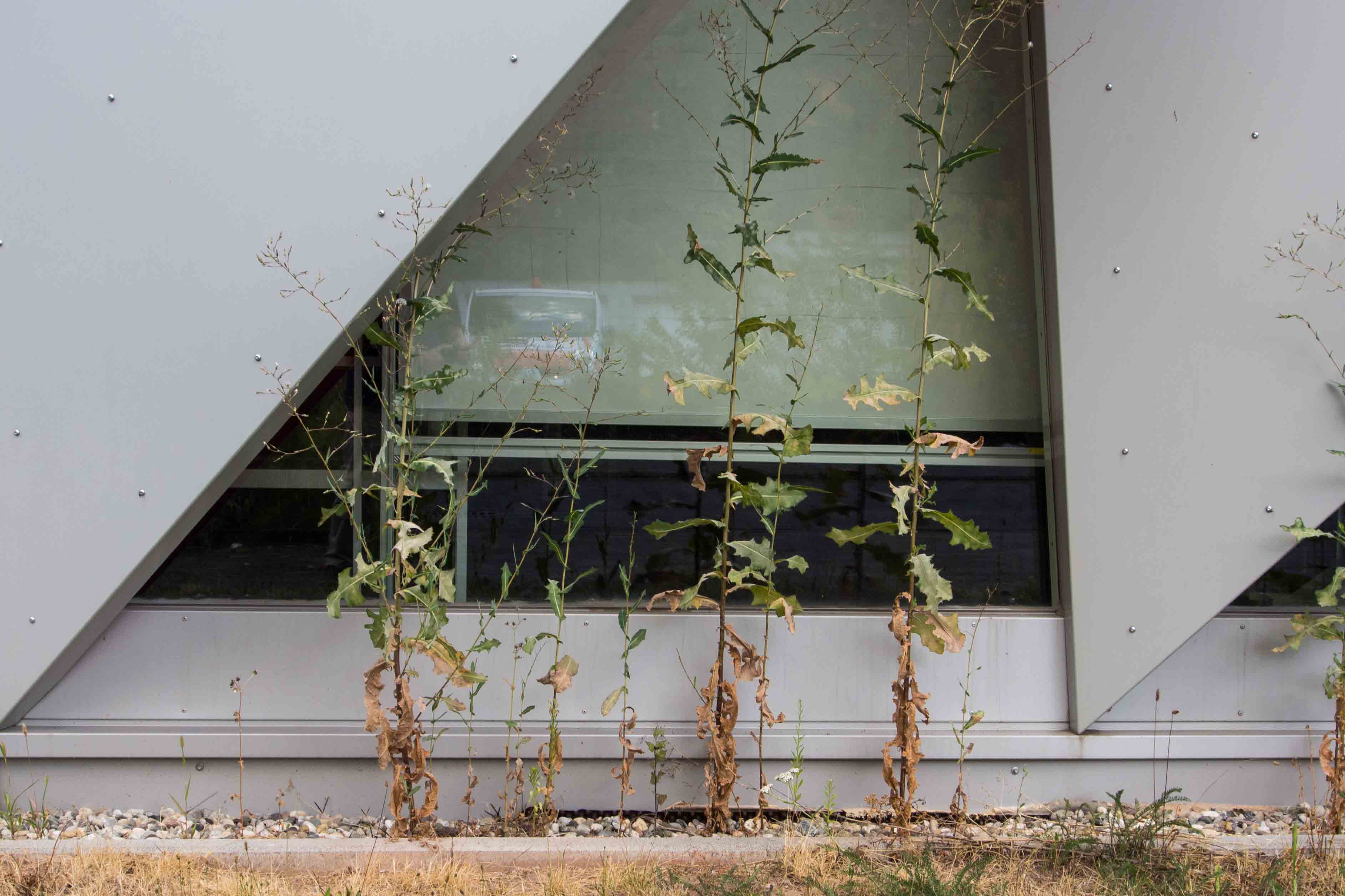 Natur und Architektur       (Serie)
